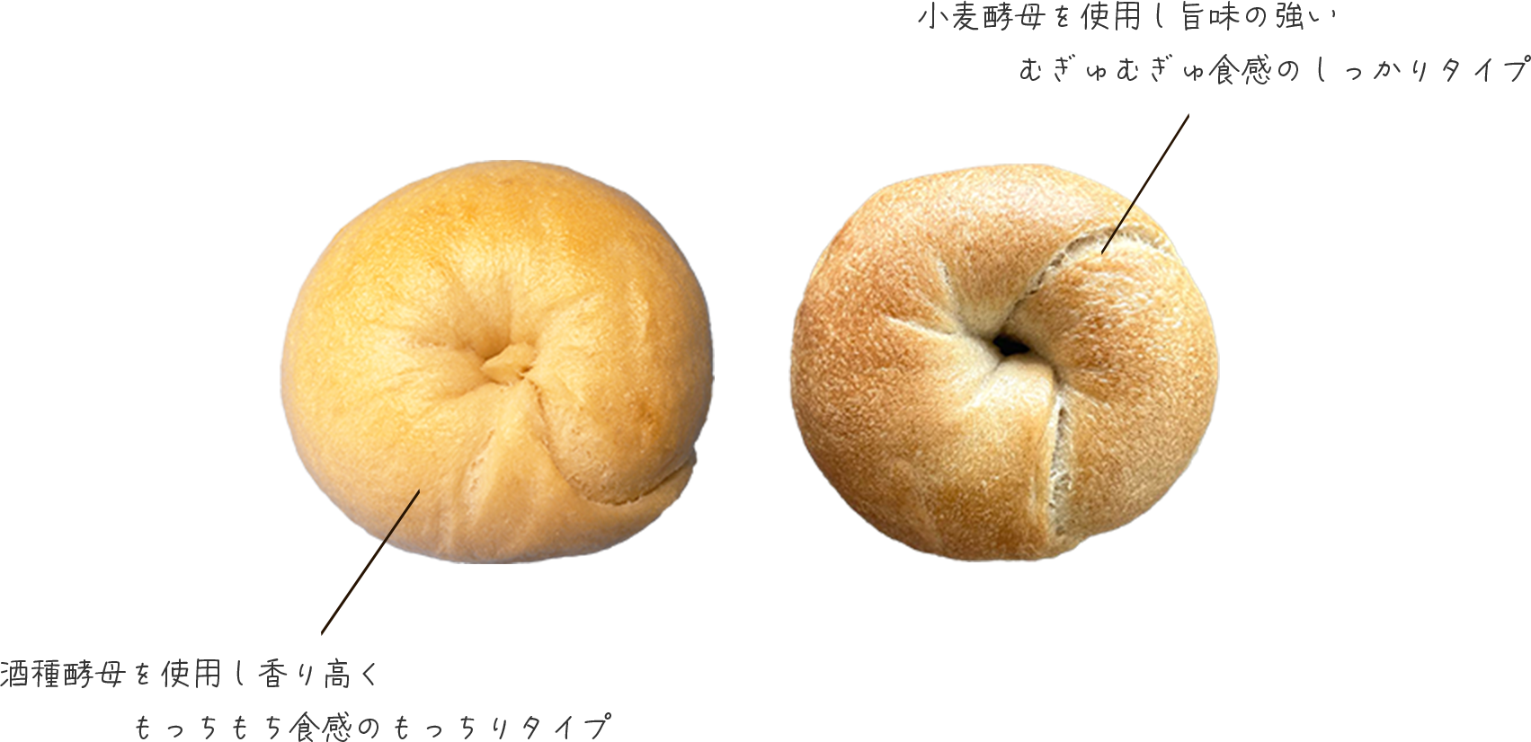 ２種類のベーグルの紹介